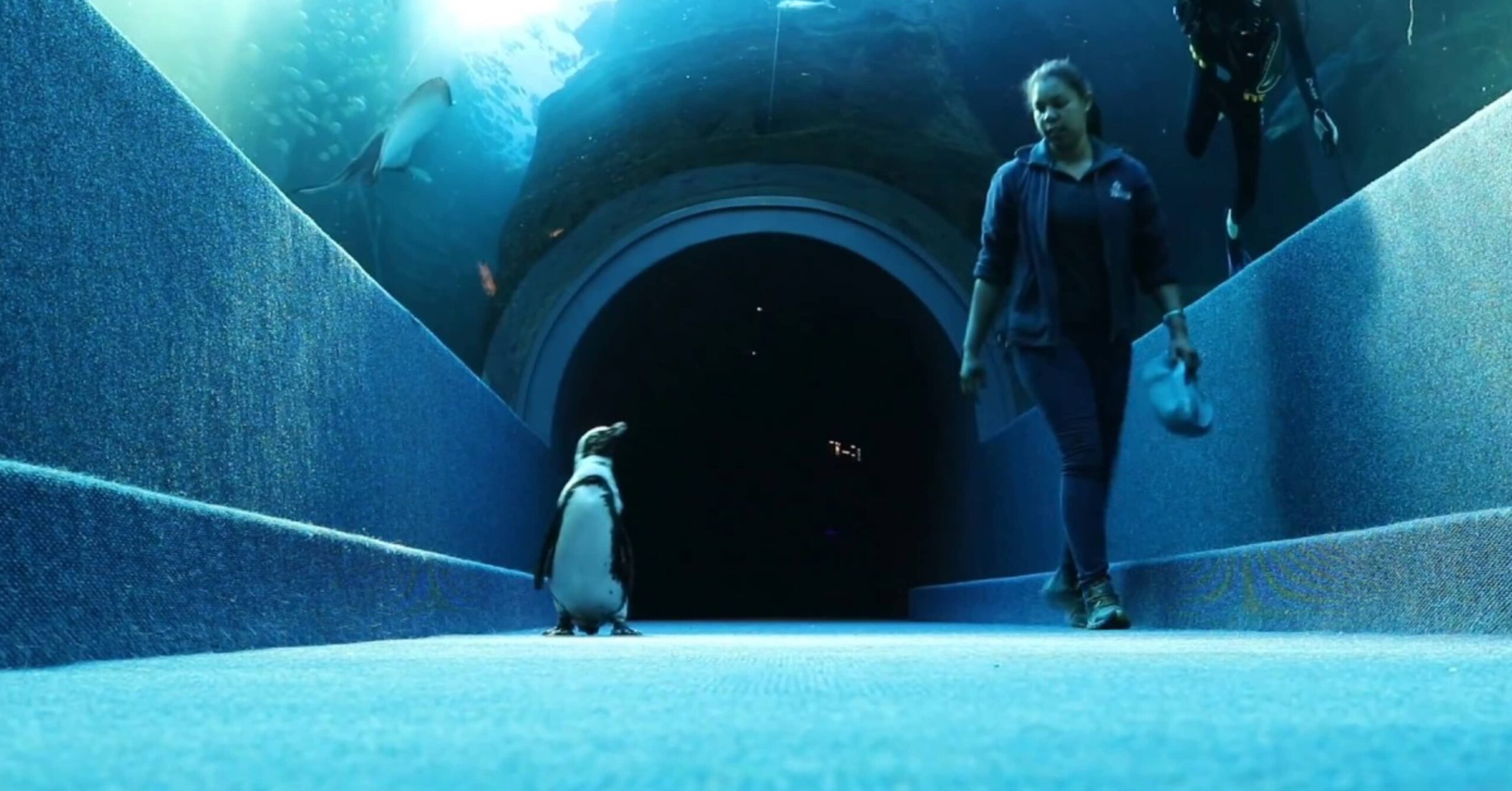Meet Ayoba and the African Penguin Waddle (Earlier)